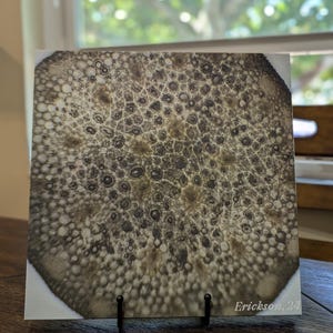 May include: A close-up of a circular, abstract art print with a brown and white pattern. The print has a textured surface and a radial design. The print is signed "Erickson, 24".