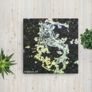 May include: A close-up of a black and white abstract image with a white, wispy, organic shape on a black background. The image has a speckled texture and the text "Erickson, 23" in the bottom left corner.