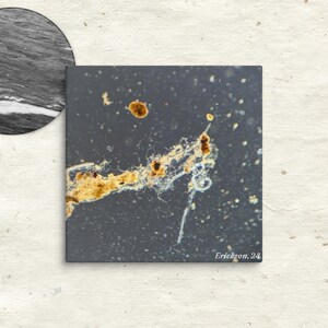 May include: A square canvas print with a dark gray background features a close-up view of an abstract, organic form in shades of brown and yellow. The print includes the text "Erickson, 24" in the lower right corner. A black and white circular image is in the upper left corner.