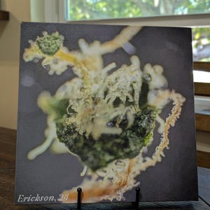 May include: Close-up photograph of a green and white cannabis bud with trichomes. The bud is on a dark gray background. The image is signed "Erickson, 24".