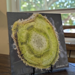 May include: A close-up of a green and brown cross-section of a plant stem, displayed on a black canvas with a black easel stand. The canvas has the text "Erickson, 24" in the bottom right corner.