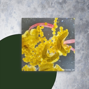 May include: Close-up of a yellow flower with many small, round, yellow pollen grains. The flower has a pink stem.