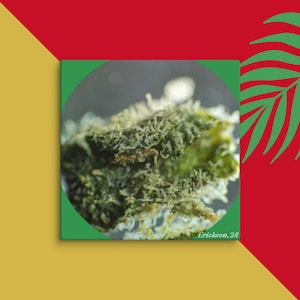 May include: Close-up of a green and white cannabis bud with trichomes. The bud is in focus and the background is blurred. The image is taken from a macro lens.