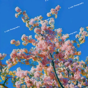 Flowering Dogwood Branch - Photography Print Edited Photo Blue Sky Wall Art Home Decor Summer Spring Flowers Trees Vibrant Pink Flowers