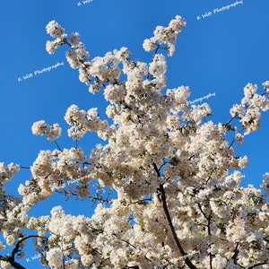 Flowering Dogwood Branch - Photography Print Blue Sky Wall Art Home Decor Summer Spring Flowers Trees Vibrant