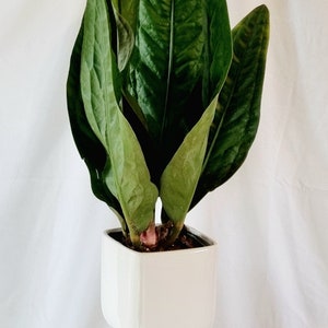 Anthurium Superboom