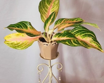 Aglaonema-Pfirsich Panama