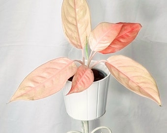 Miracle rose d'Aglaonema