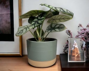Unique Plant Pot | Arcadia Planter in Muted Green | 3D Printed Sustainable Planter