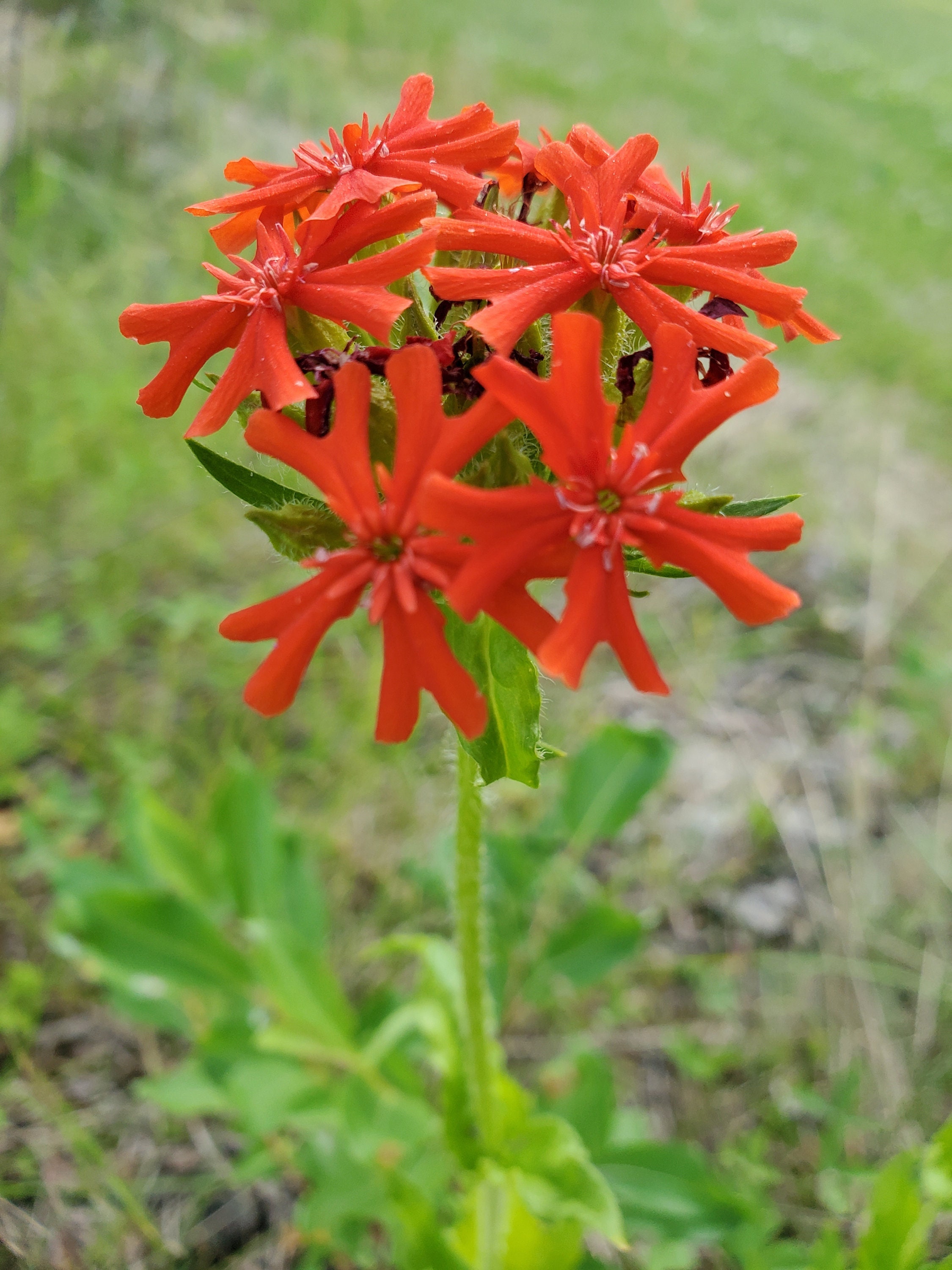 Pioneer Seed - Etsy Canada