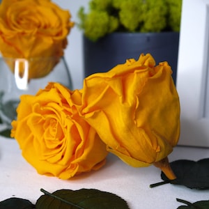 Dark Yellow Rose Preserved Infinity Rose Single Head, crafting project ideas, Shadow box, Floral arrangements, Christmas décor, lasts 1year+