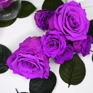 Real violet Rose Preserved Infinity Rose, Single Head, crafting project ideas, Shadow box, Floral arrangements, Christmas décor lasts 1year+