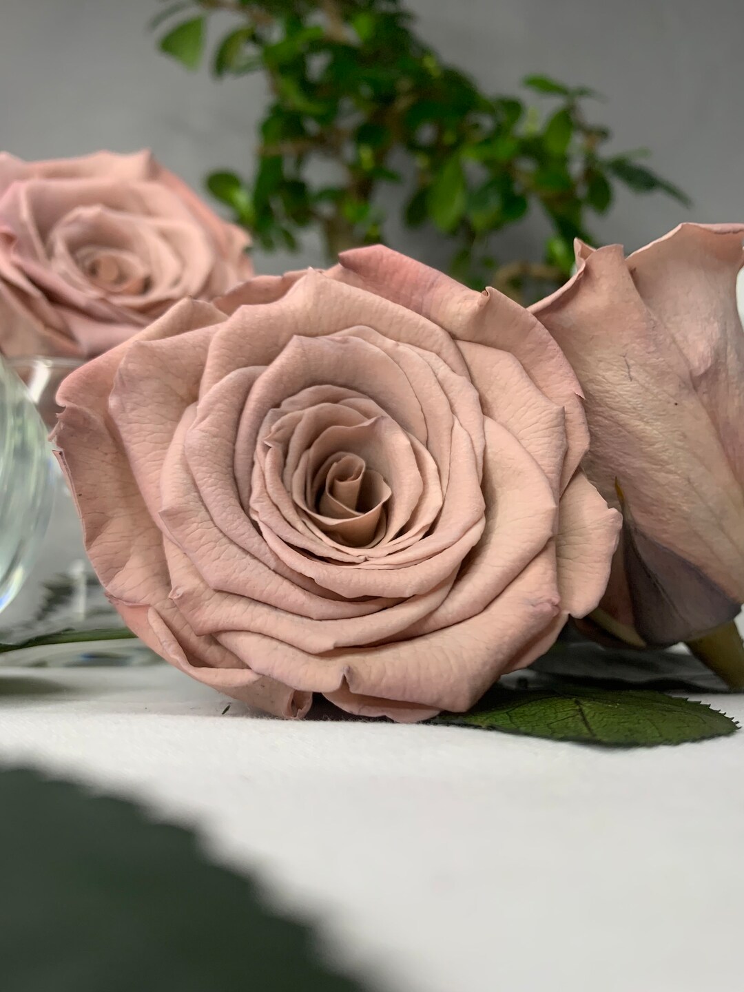Medium Roses Nude Real Rose Preserved Infinity Rose, Single Head, Crafting Project ...
