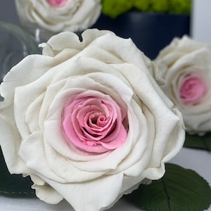 White/pink Rose Preserved Infinity Rose, Single Head, crafting project ideas, Shadow box, Floral arrangements, Christmas décor, lasts 1year+