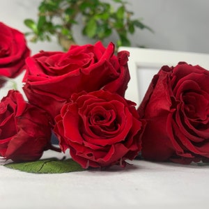 Wine Red Rose Preserved Infinity Rose, Single Head, crafting project ideas, Shadow box, Floral arrangements, Christmas décor, lasts 1year+