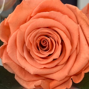 Salmon Pink Rose Preserved Infinity Rose Single Head, crafting project ideas, Shadow box, Floral arrangements, Christmas décor, lasts 1year+