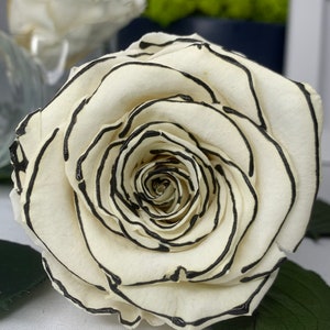 White/Black Rose Preserved Infinity Rose, Single Head, crafting project ideas, Shadow box, Floral arrangements, Christmas décor lasts 1year+