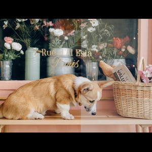May include: A corgi dog sits on a wooden bench in front of a shop window. The window has flowers and a sign that reads "Rue de l'Esia Paris". A wicker basket with a baguette and a magazine is on the bench next to the dog.