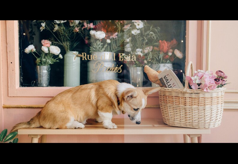 May include: A corgi dog sits on a wooden bench in front of a shop window. The window has flowers and a sign that reads "Rue de l'Esia Paris". A wicker basket with a baguette and a magazine is on the bench next to the dog.
