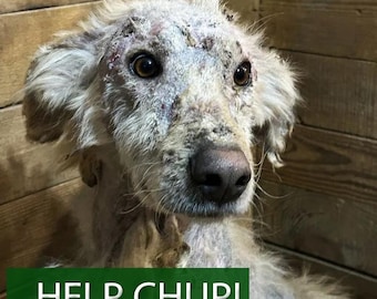 HELP CHUPI | Rescue Dog Charity Digital Art Printable, Homeless Dog Poster, Instant Download