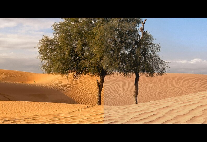 May include: A scenic desert landscape featuring two trees with green foliage against a backdrop of sand dunes. The dunes are a warm, golden color, and the sky is a clear blue. The image evokes a sense of tranquility and natural beauty.