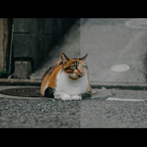 Puede incluir: Un gato con pelaje naranja, blanco y negro y ojos azules est&aacute; sentado sobre una superficie gris texturizada. El gato est&aacute; cerca de una tapa de alcantarilla. Otro gato es visible en el fondo.