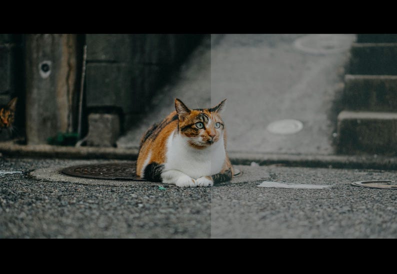 Puede incluir: Un gato con pelaje naranja, blanco y negro y ojos azules est&aacute; sentado sobre una superficie gris texturizada. El gato est&aacute; cerca de una tapa de alcantarilla. Otro gato es visible en el fondo.