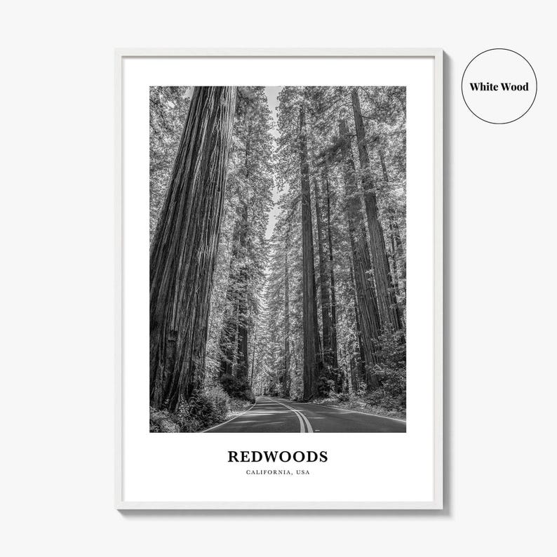 Redwoods Photo Print Black and White, California Poster, US Wall Art, Humboldt County Decor image 8