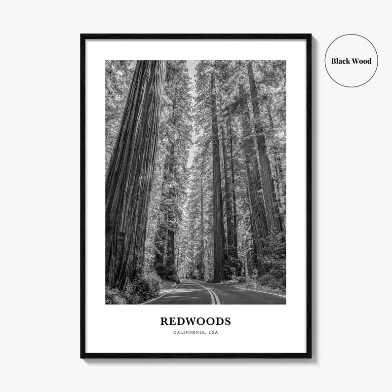 Redwoods Photo Print Black and White, California Poster, US Wall Art, Humboldt County Decor image 7