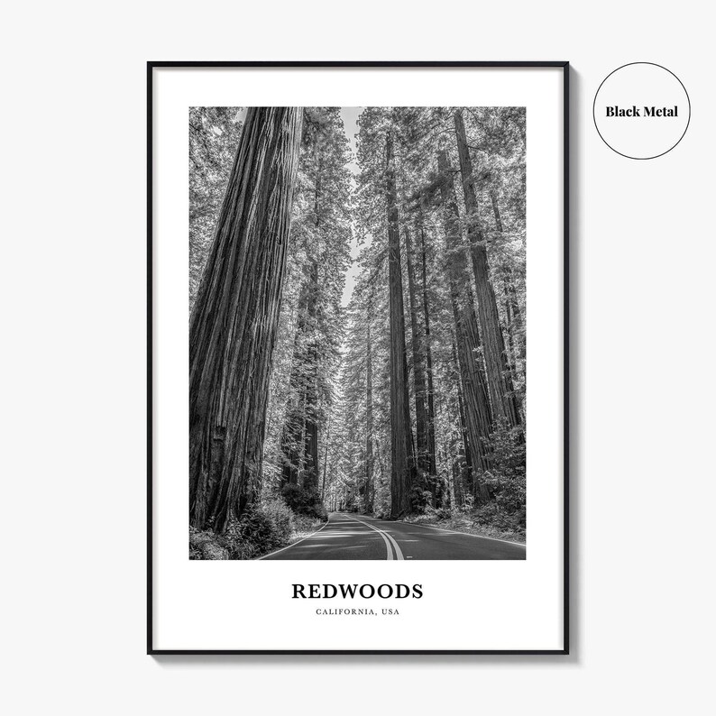 Redwoods Photo Print Black and White, California Poster, US Wall Art, Humboldt County Decor image 9
