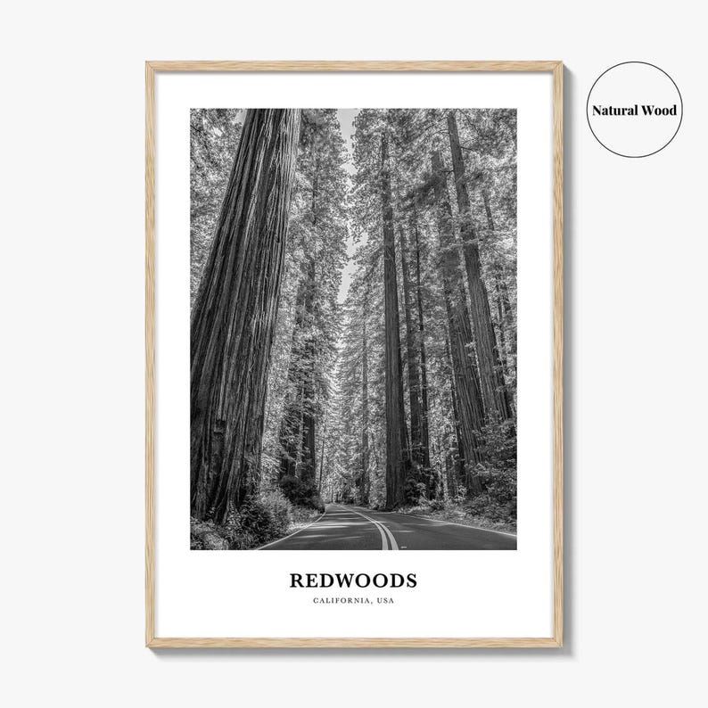 Redwoods Photo Print Black and White, California Poster, US Wall Art, Humboldt County Decor image 6