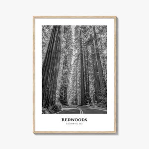 Redwoods Photo Print Black and White, California Poster, US Wall Art, Humboldt County Decor image 1