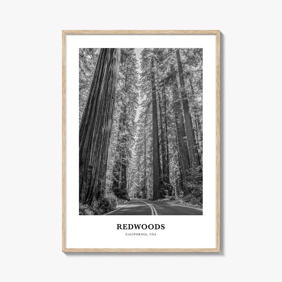 Redwoods Photo Print Black and White, California Poster, US Wall Art, Humboldt County Decor