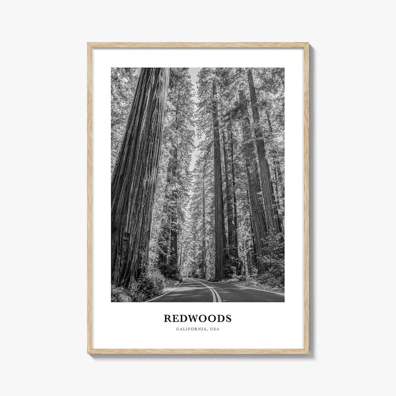 Redwoods Photo Print Black and White, California Poster, US Wall Art, Humboldt County Decor image 1