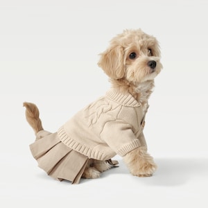 Peut inclure: Un petit chien de couleur claire portant un pull en tricot torsadé beige et une jupe plissée assortie. Le chien est assis et regarde sur le côté sur un fond blanc. Le pull a une fermeture boutonnée.