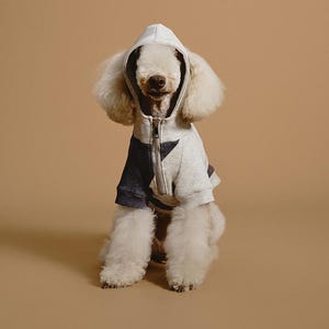 May include: A white dog wearing a gray hooded sweatshirt with black and white stripes. The dog is sitting on a brown background.