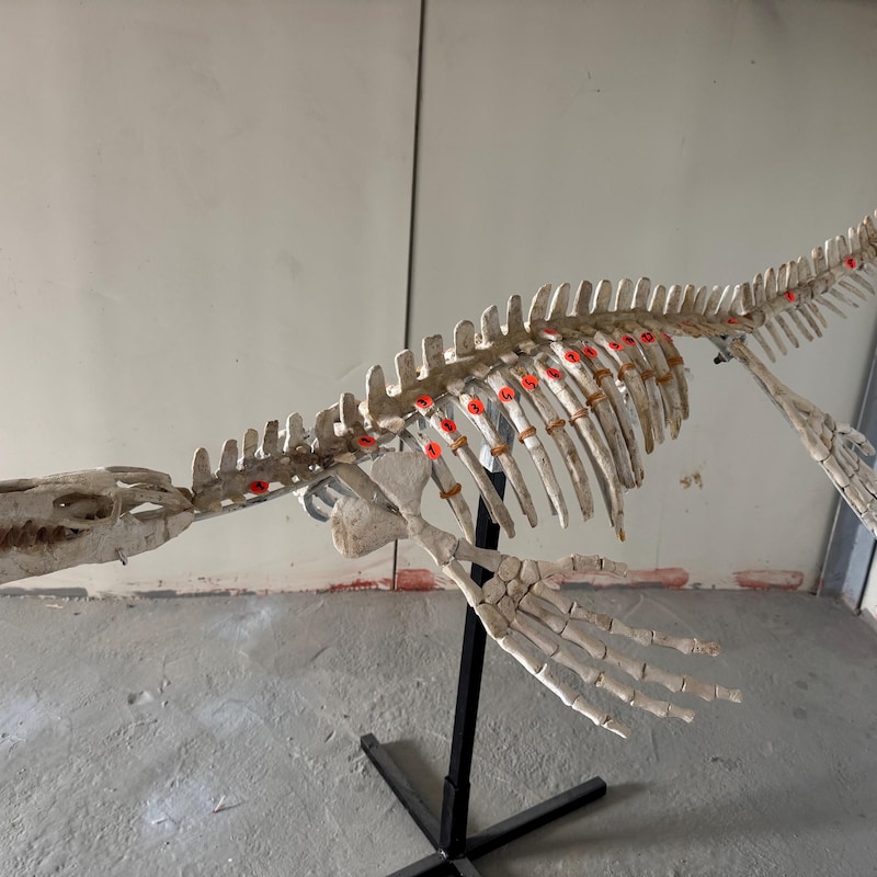 Kuche 150 Cm