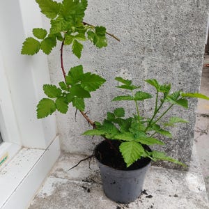 Peut inclure: Un plant de framboisier en pot avec des feuilles vertes et une tige brune. La plante est dans un pot gris et est posée sur une surface en béton.