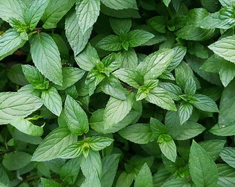 Peppermint in a pot