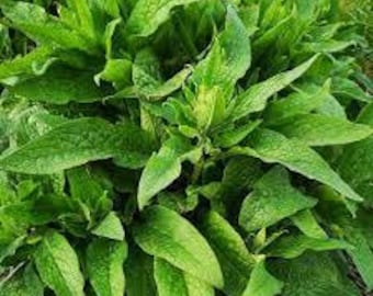 Comfrey Bocking 14 in pot