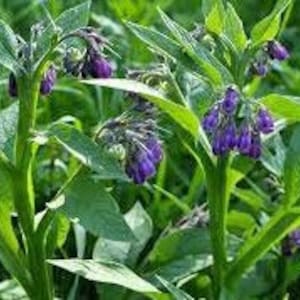 10 cuttings of Comfrey Bocking 14 image 2