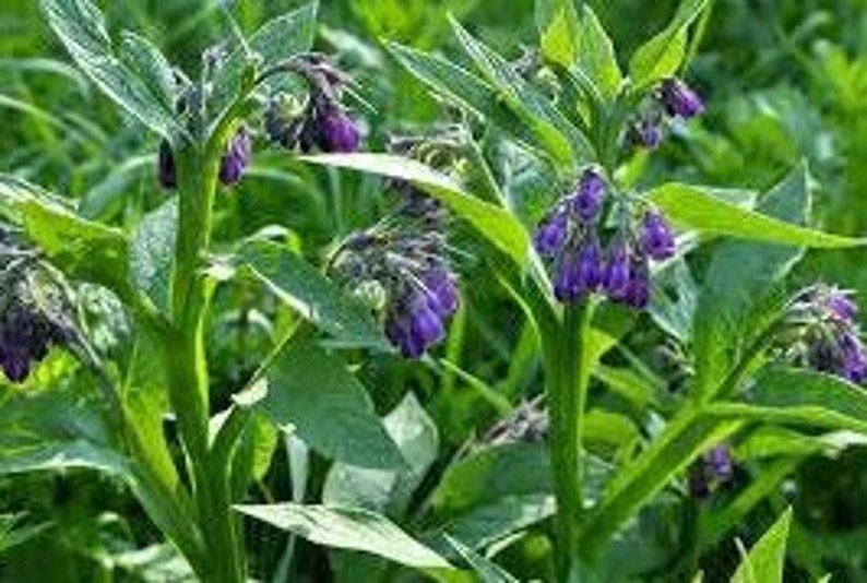 10 cuttings of Comfrey Bocking 14 image 2