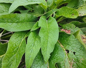 10 boutures de Consoude Bocking 14