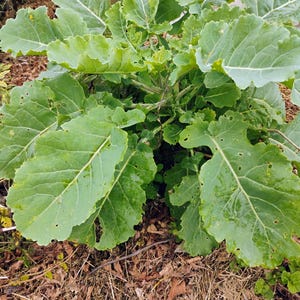 Lot de 3 pots de choux Daubenton