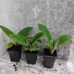 Peut inclure: Trois petites plantes vertes dans des pots en plastique noir, posées sur une surface en béton gris.