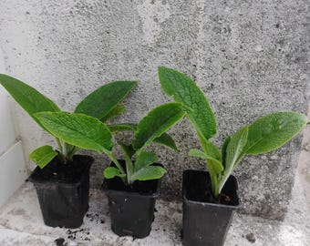 3 pots de consoude Bocking 14