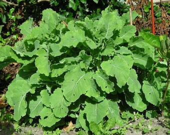 Perpetual cabbage daubenton