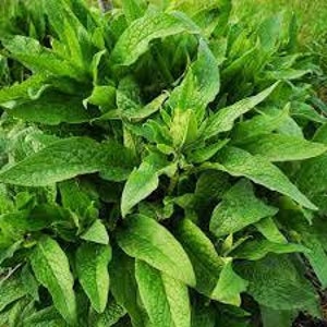 10 cuttings of Comfrey Bocking 14 image 1