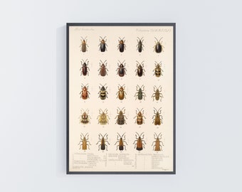 Insects poster 1800s vintage insects illustration, bug chart entomology poster digital download vintage insect print instant download