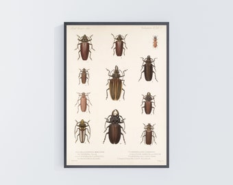 Insects poster 1800s vintage insects illustration, bug chart entomology poster digital download vintage insect print instant download